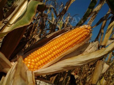 Porumbul pe care DSV Dolj a pus sechestru poate fi vândut, după rezultatul celei de-a treia analize a nivelului de AFLATOXINĂ