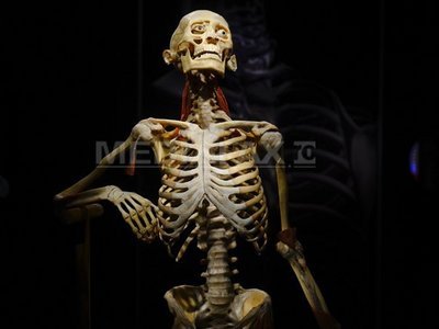 Bilete pentru acces rapid, în weekend, la expoziția "The Human Body" de la Antipa