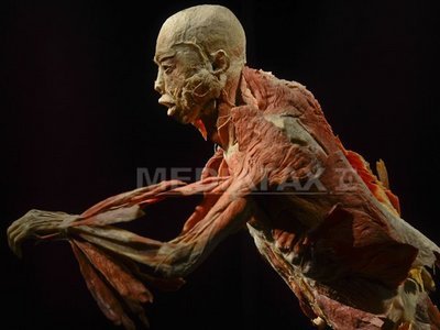 Ziua Porților Deschise pentru profesori, la expoziția "The Human Body" de la Antipa
