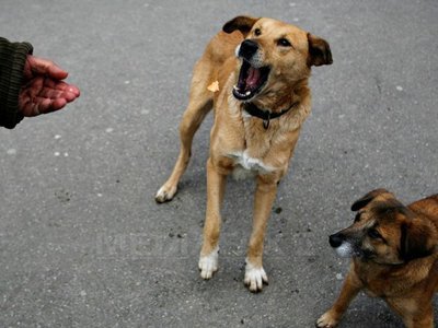 Aproape 600 de persoane, majoritatea mușcate de câini, au ajuns la "Matei Balș" în perioada 1-12 mai
