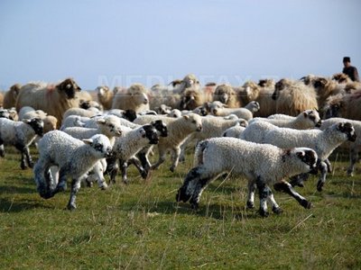 Fermierii cu până la 50 de oi nu plătesc impozit. Scade taxarea pentru cartofi și legume