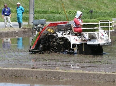 Agricultori japonezi au plantat orez la 15 kilometri de centrala nucleară de la Fukushima