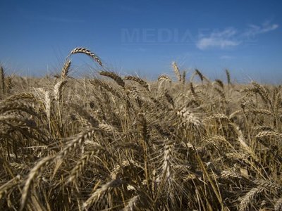 Politicienii europeni au ajuns la un acord privind reforma Politicii Agricole Comune