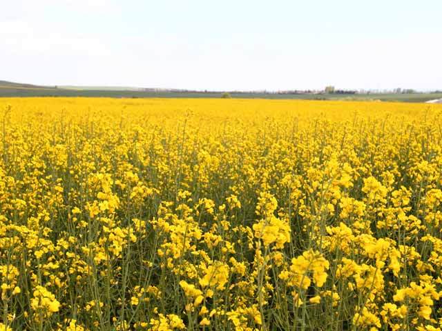 Fermierii dau lovitura cu rapița: „Aduce profituri de peste 1.000 de euro/hectar“