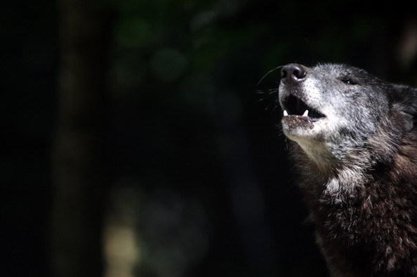 POZA ZILEI: Animale în jurul lumii