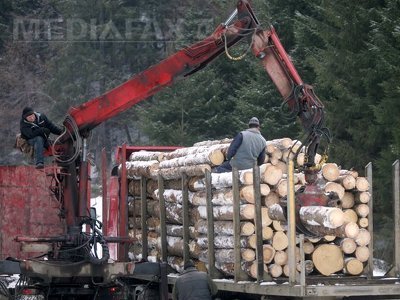 Cluj: Șapte pădurari dați afară, alți nouă cercetați, după controale privind tăieri ilegale de lemn