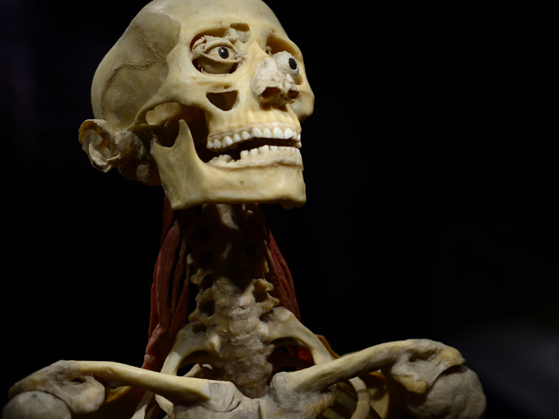Expoziția Human Body, prelungită până în august: "Corpurile au fost împăiate, jupuite și scoase la paradă pentru profit"