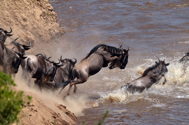 POZA ZILEI: Safari în Africa