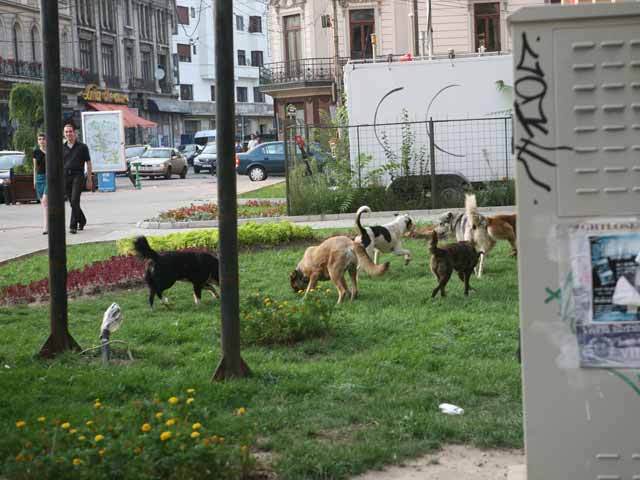 Două legi în vigoare contradictorii: una permite eutanasierea câinilor, alta o interzice