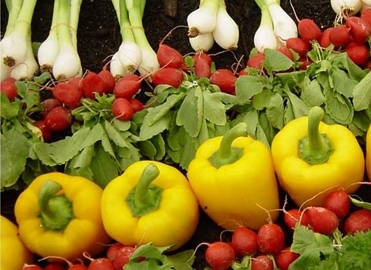 Conferință Ziarul Financiar: Agricultura, la startul marelui boom?