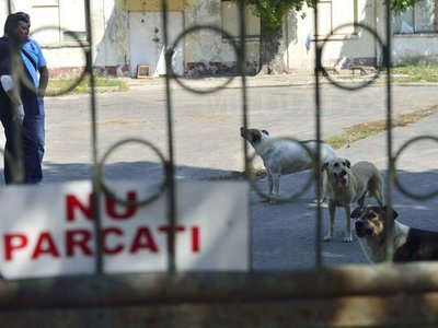 Cazul copilului omorât de câini în Capitală: Unul din câini aparține unui ONG