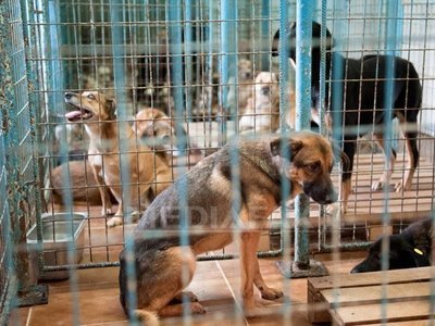 Alternativa la eutanasiere: cetățenii pot adopta la distanță un număr nelimitat de câini din adăposturi