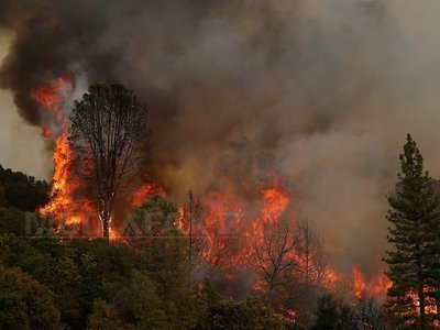 Incendiile devastează sute de case în apropiere de Sydney. Cel puțin 50.000 de hectare au ars