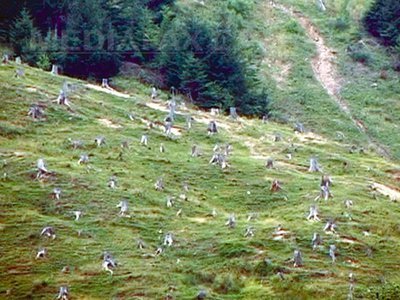 Defrișări ilegale: Peste 900 de hectare de pădure tăiată la ras în Argeș, într-o zonă protejată