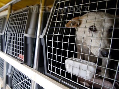 Câini vagabonzi din România, ”importați ilegal” în Belgia: Animalele pot suferi de turbare