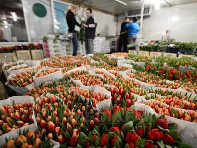 Amenzi de aproape 3 milioane de lei, în patru zile, în domeniul comerțului cu flori