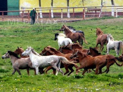 Romsilva vinde 300 de cai pe an, la un preț mediu de 3.200 de lei. Cererea scade de la an la an