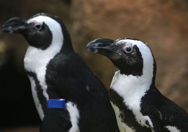 Aventurile unui pinguin părăsit de parteneră (VIDEO)
