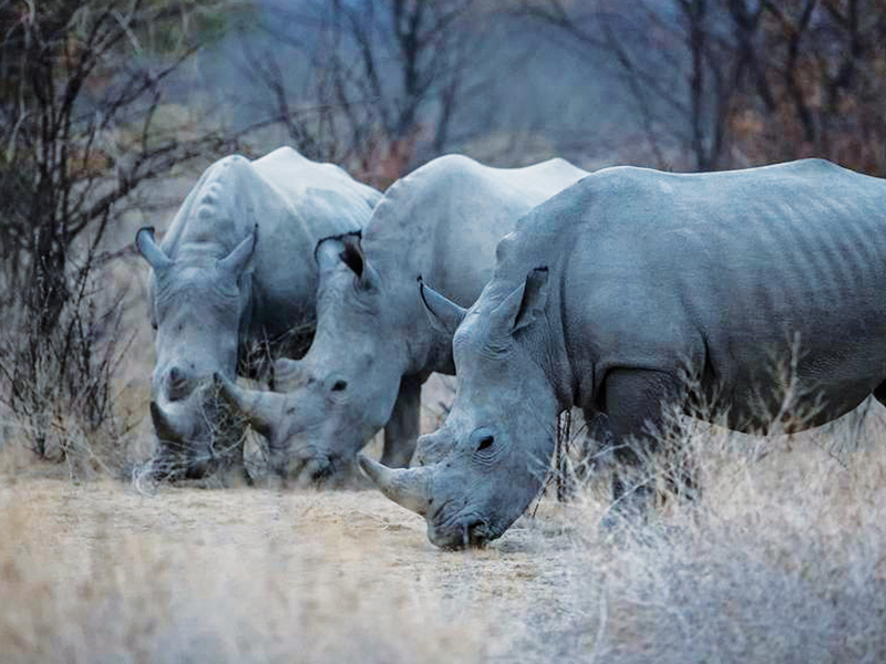 Safari de un milion de dolari