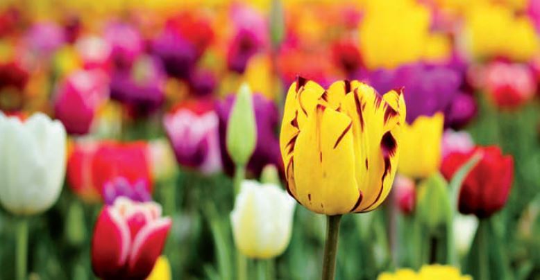Tulipomania, sau când oamenii își pierd mințile pentru o floare