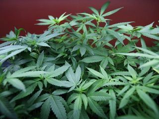 Ce post tv a angajat primul jurnalist specializat in marijuana