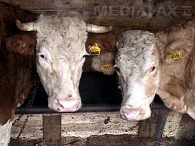 Crescătorii de bovine vor primi, de luni, subvenții în valoare totală de 570 milioane de lei