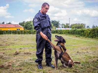 REPORTAJ: Câini salvatori și care caută droguri sau explozibil, dresați în unicul centru din țară, la Sibiu