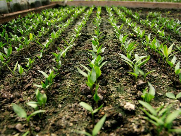 Baciu, LAPAR: Românii au compromis termenul "agricultură ecologică". Avem 4.400 de ferme, în Europa sunt 400