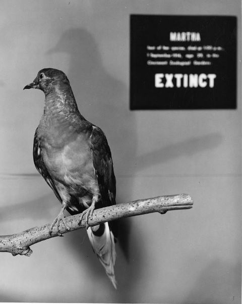 Istoria Americii: centenarul porumbiței Martha (GALERIE FOTO)
