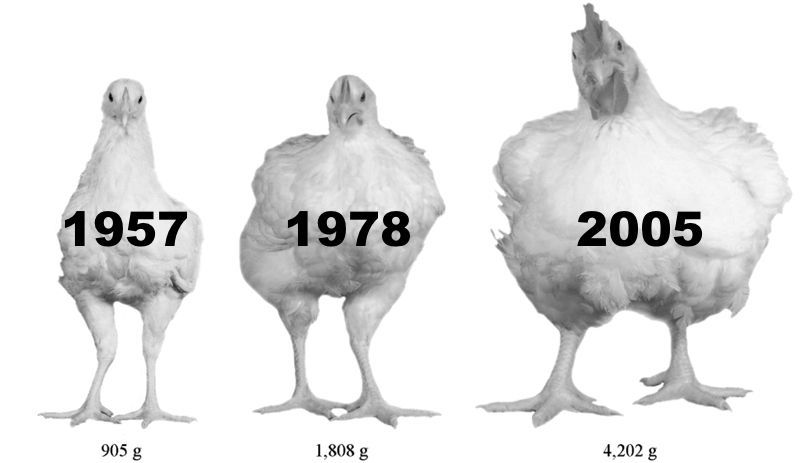 Exemplu practic de inginerie genetică: cum arata un pui în 1957 și cum arată acum, la aceeași vârstă și cu aceeași dietă