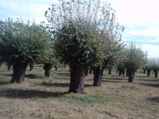 O afacere profitabilă, deloc exploatată. Într-un singur loc din România există o livadă unde cresc fructele care se vând cu 150 de lei kilogramul