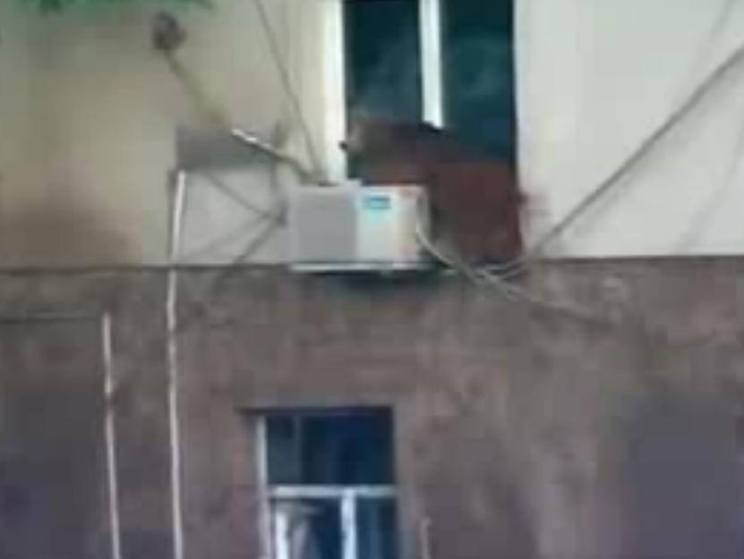 Capitală europeană devastată: Animalele sălbatice umblă libere pe străzi - VIDEO