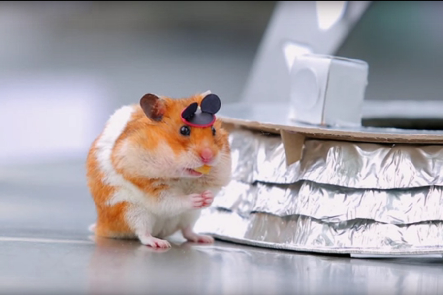 Hamsterul care a vizitat Disney World - VIDEO