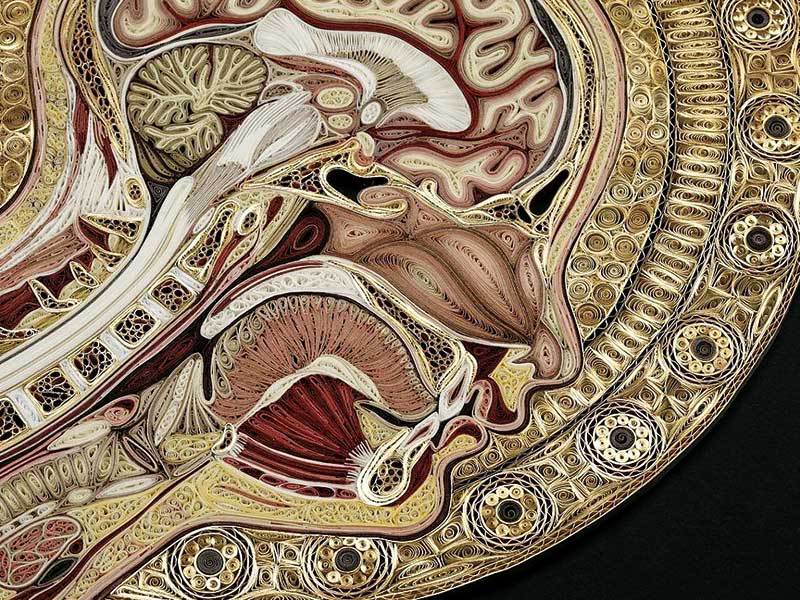 Anatomie din hârtie