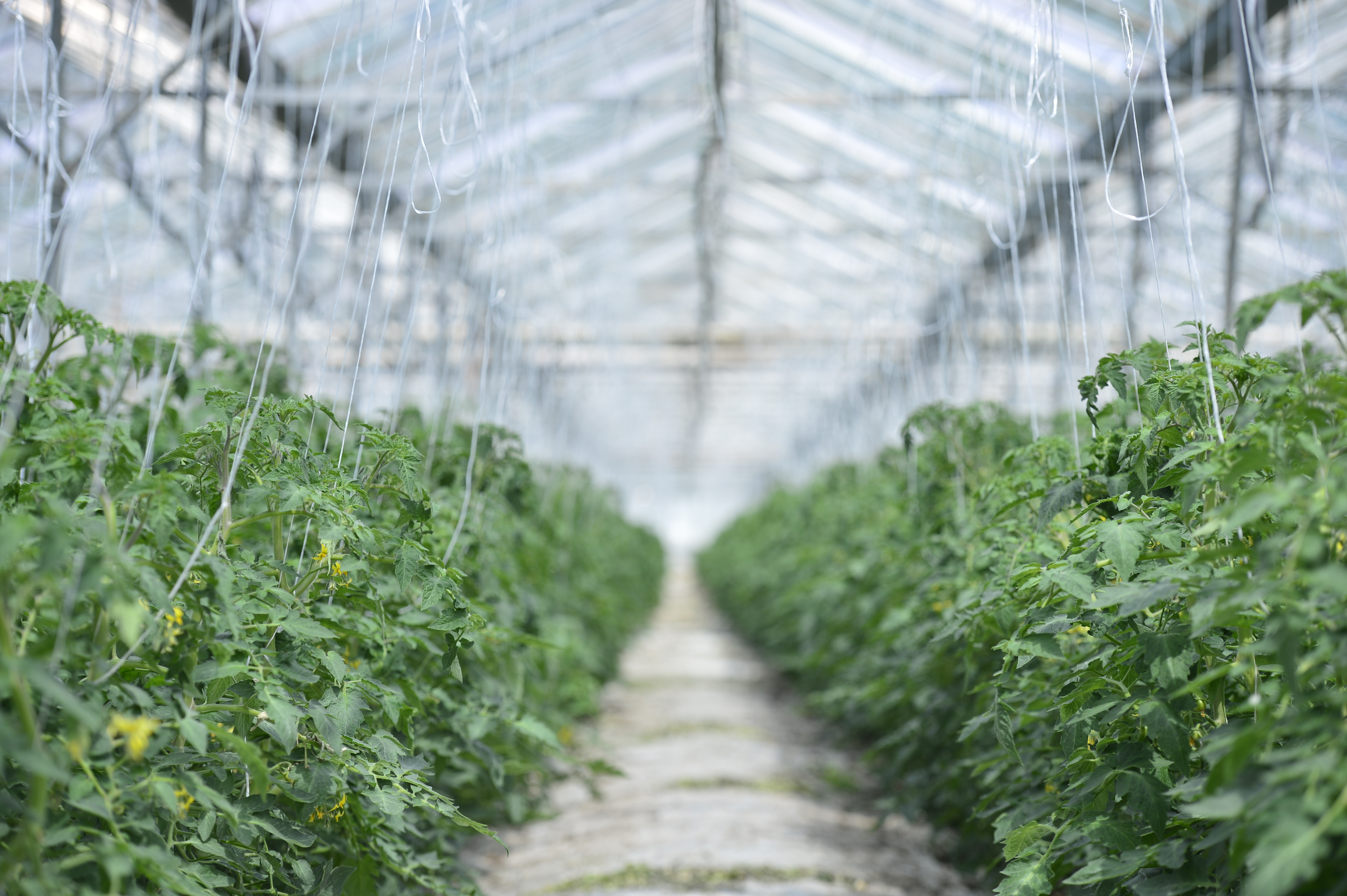 A lăsat Olanda pentru România și s-a apucat de agricultură la Sibiu. "E paradis România, paradis pentru fermieri"