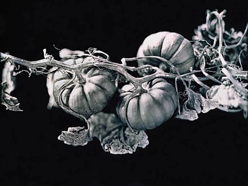 Cu legumele la fotograf: ”Heirloom Harvest", o carte inspirată de fotografiile unui grădinar englez de dinainte de primul război mondial