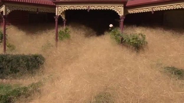 Soluția australienilor pentru a scăpa orașul invadat de buruieni: aspiratoare uriașe - FOTO, VIDEO