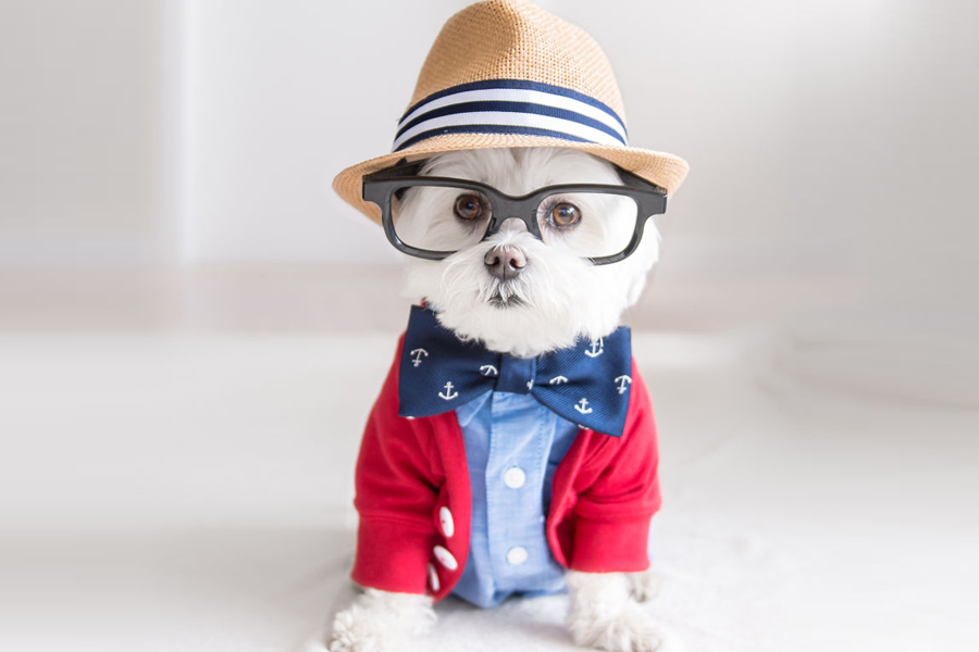 Cățelul hipster care a ajuns vedetă pe internet - GALERIE FOTO