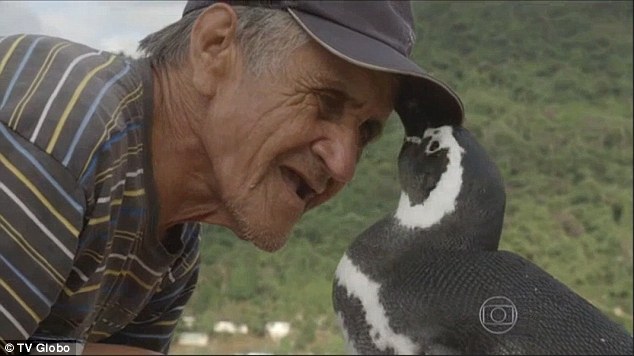 Pinguinul care înoată 5.000 de mile în fiecare an pentru a vizita bărbatul care a avut grijă de el când a fost bolnav - FOTO, VIDEO