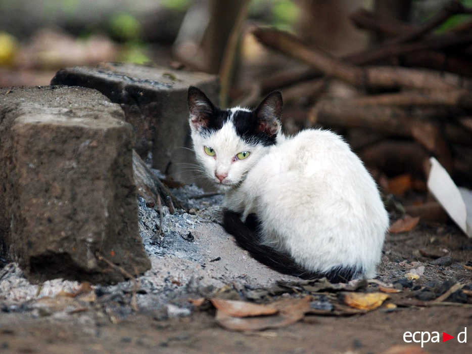 Povestea pisicilor războinice: ce rol au jucat felinele în timpul războaielor - GALERIE FOTO