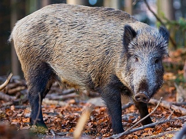 Mii de mistreți radioactivi dărâmă ce a mai rămas în Fukushima, iar nimeni nu știe cum să-i oprească. Numărul lor crește îngrijorător de repede