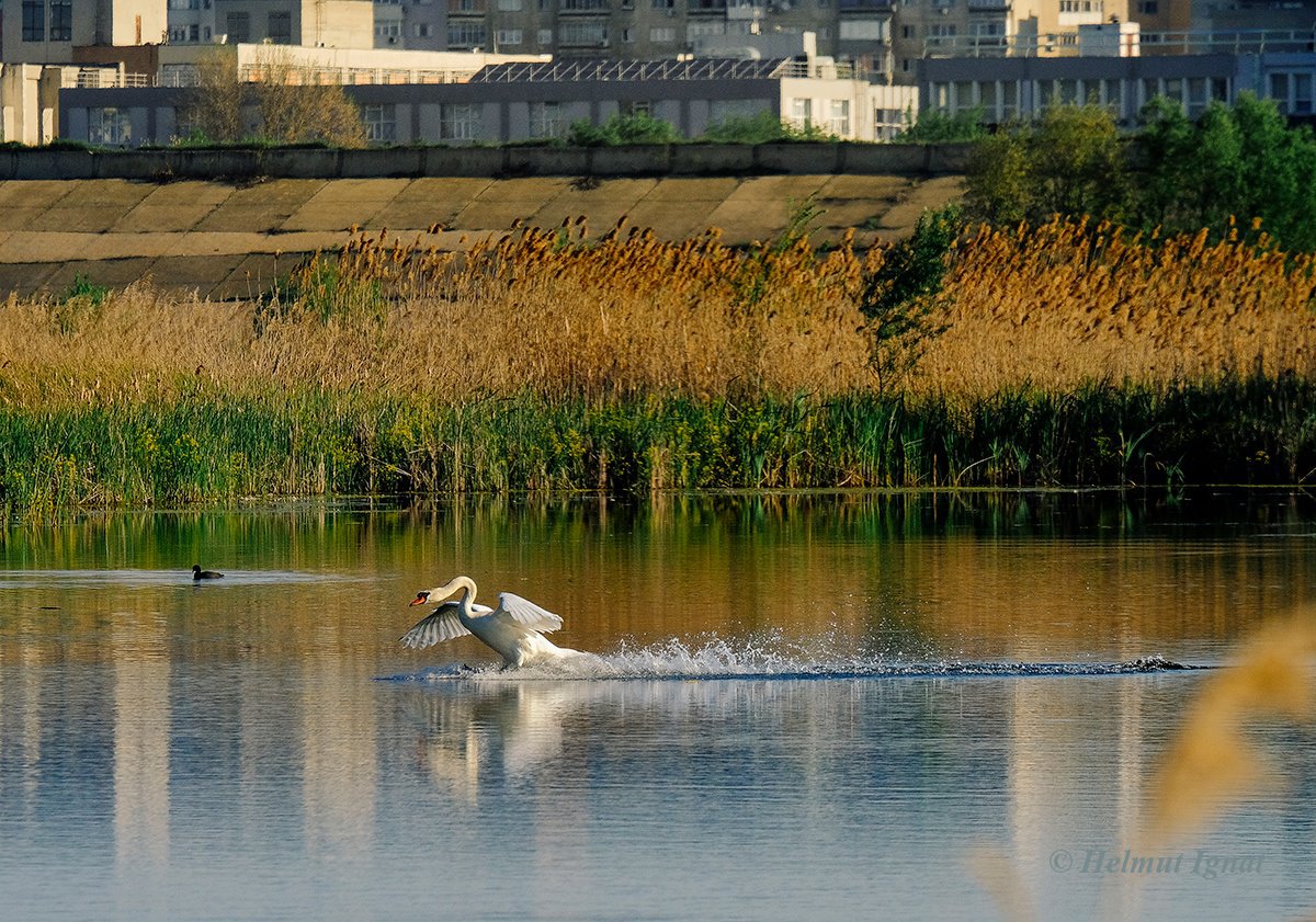 Cel mai mare parc urban natural din Europa se va deschide in București
