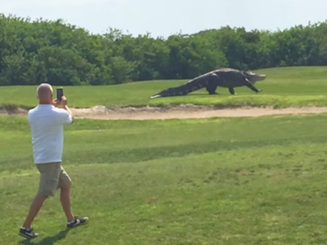 Un aligator ''imposibil de mare'' a apărut pe un teren de golf, stârnind controverse puternice
