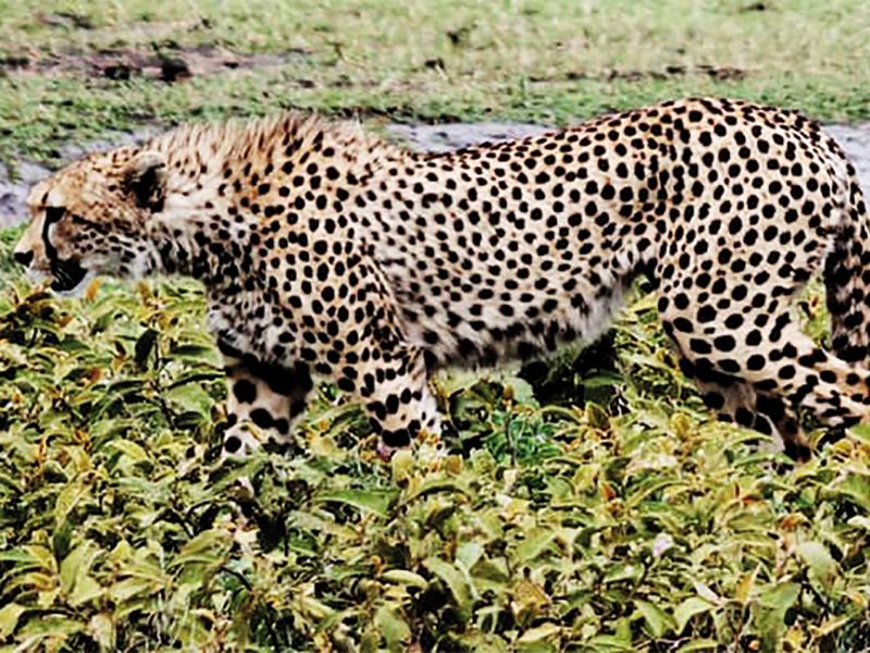 Destinație de vacanță: Serengeti
