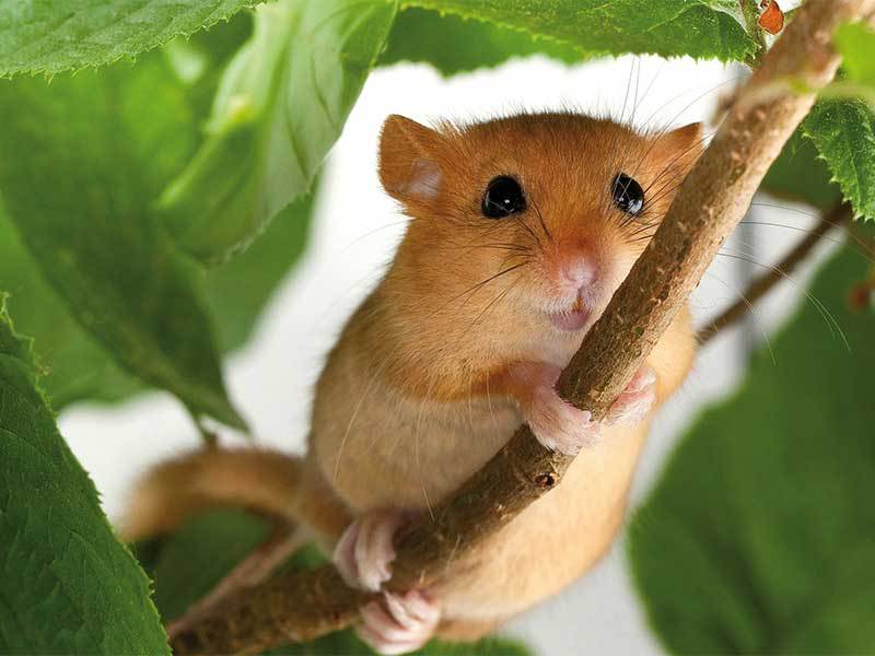 Întoarcerea acasă a pârșului de alun