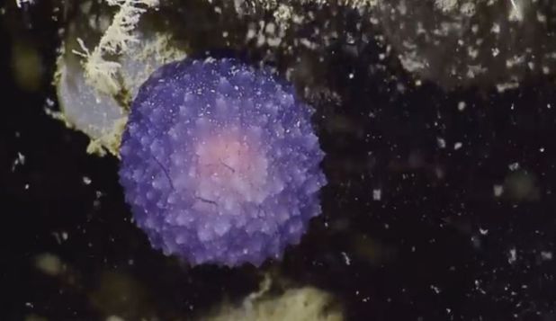 O echipă de biologi marini a descoperit pe fundul oceanului o nouă formă de viață
