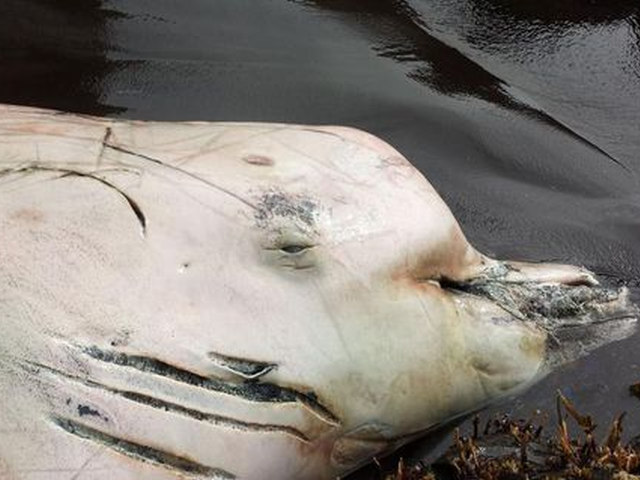 O descoperire misterioasă făcută în Alaska fascinează lumea științifică