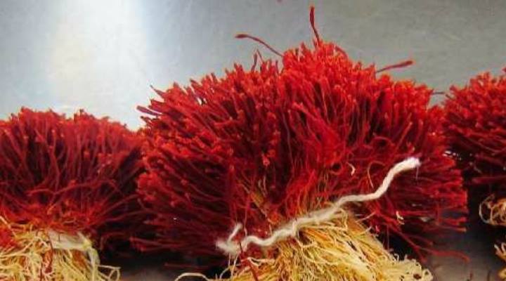 În România se cultivă „aurul roșu”: Costă 14.000 de euro un kilogram
