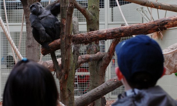 La ei se poate! O gorilă fugită dintr-o grădină zoologică a fost tranchilizată în centrul Londrei