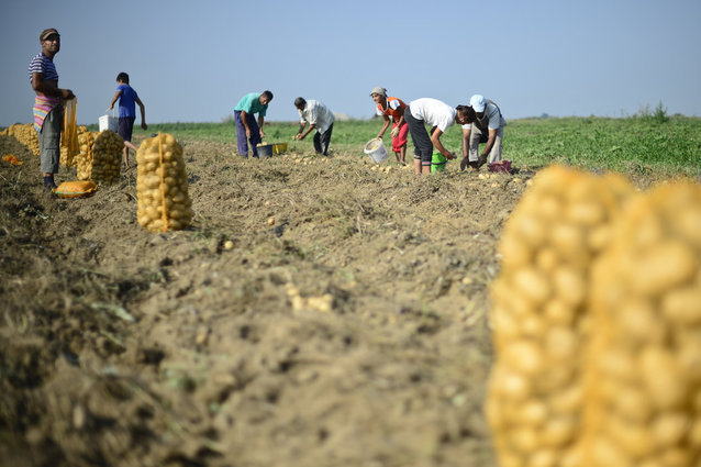 Micii fermieri cer modificarea Politicii Agricole Comune a Uniunii Europene